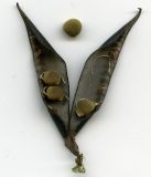 Vicia sepium. Раскрывшийся плод. Курская обл., г. Железногорск. 1 августа 2007 г.