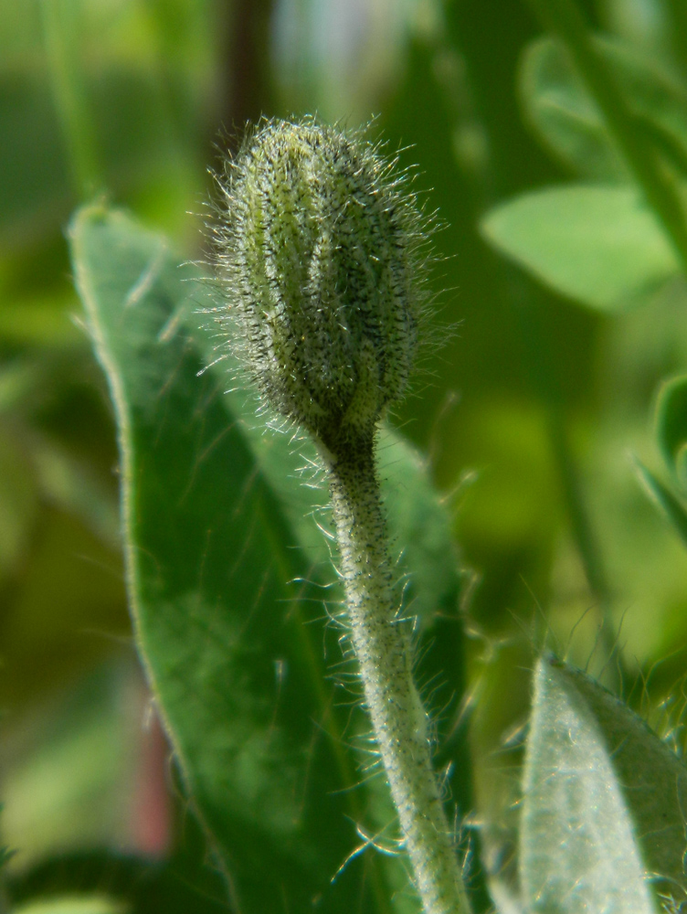 Изображение особи Pilosella officinarum.