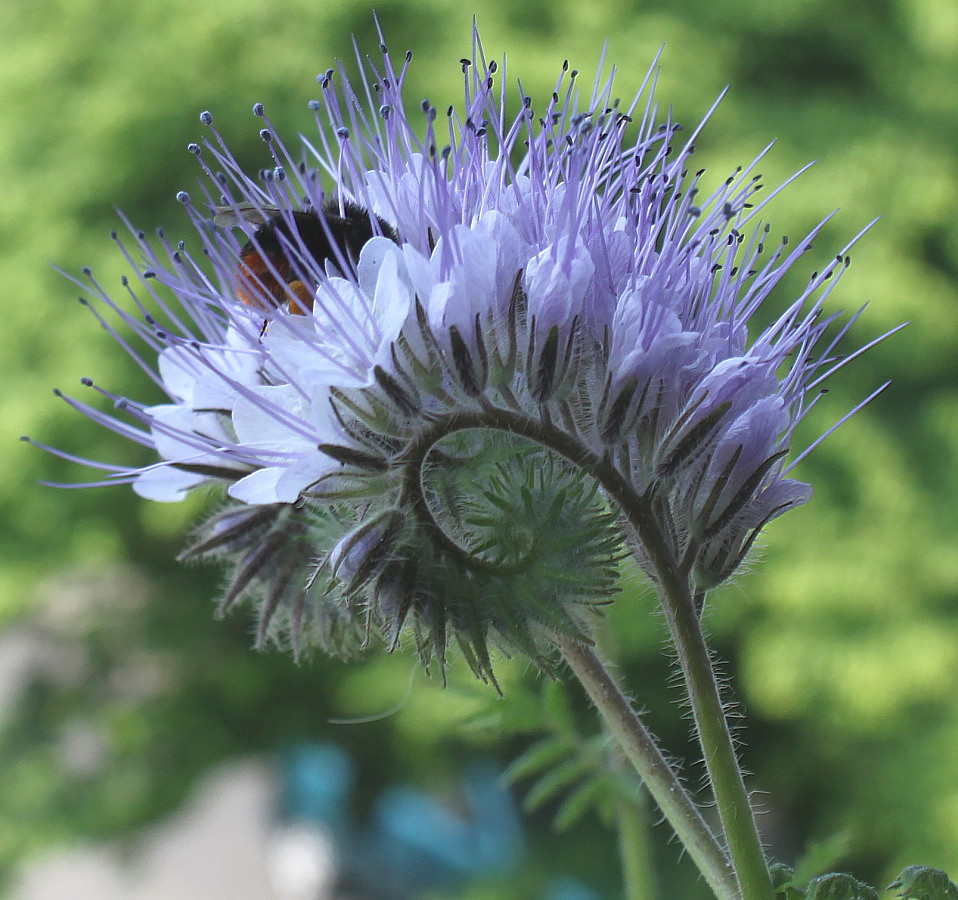 Image of Phacelia tanacetifolia specimen.