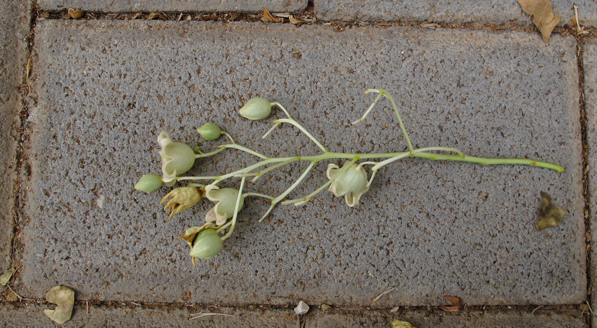Image of Brachychiton populneus specimen.