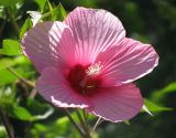 род Hibiscus