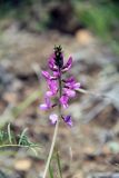 Astragalus versicolor