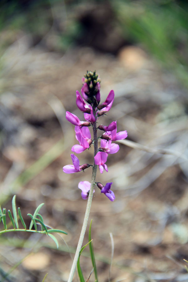 Image of Astragalus versicolor specimen.