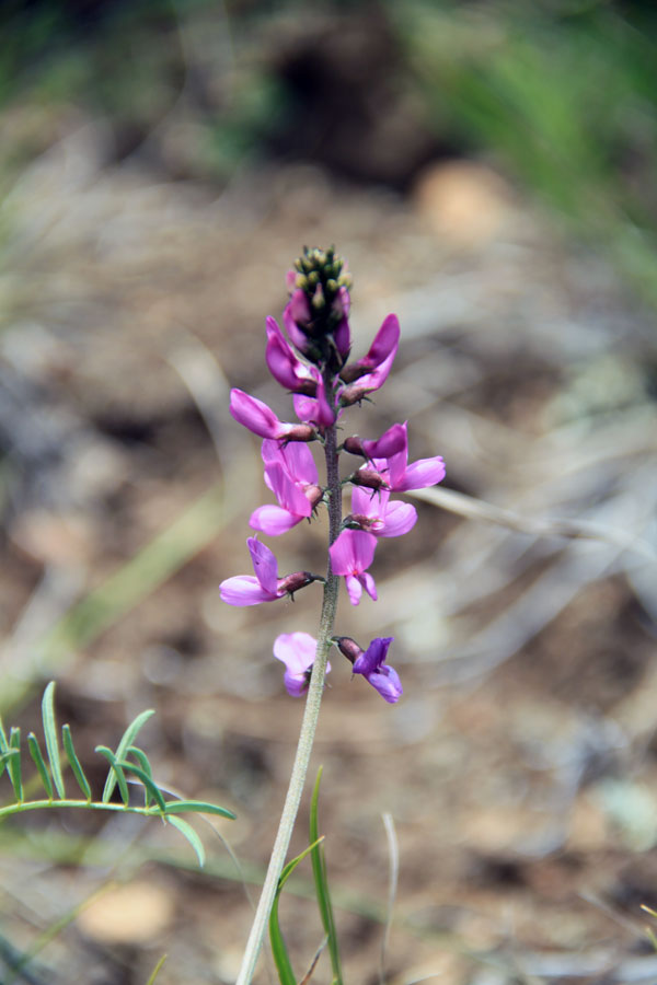 Изображение особи Astragalus versicolor.