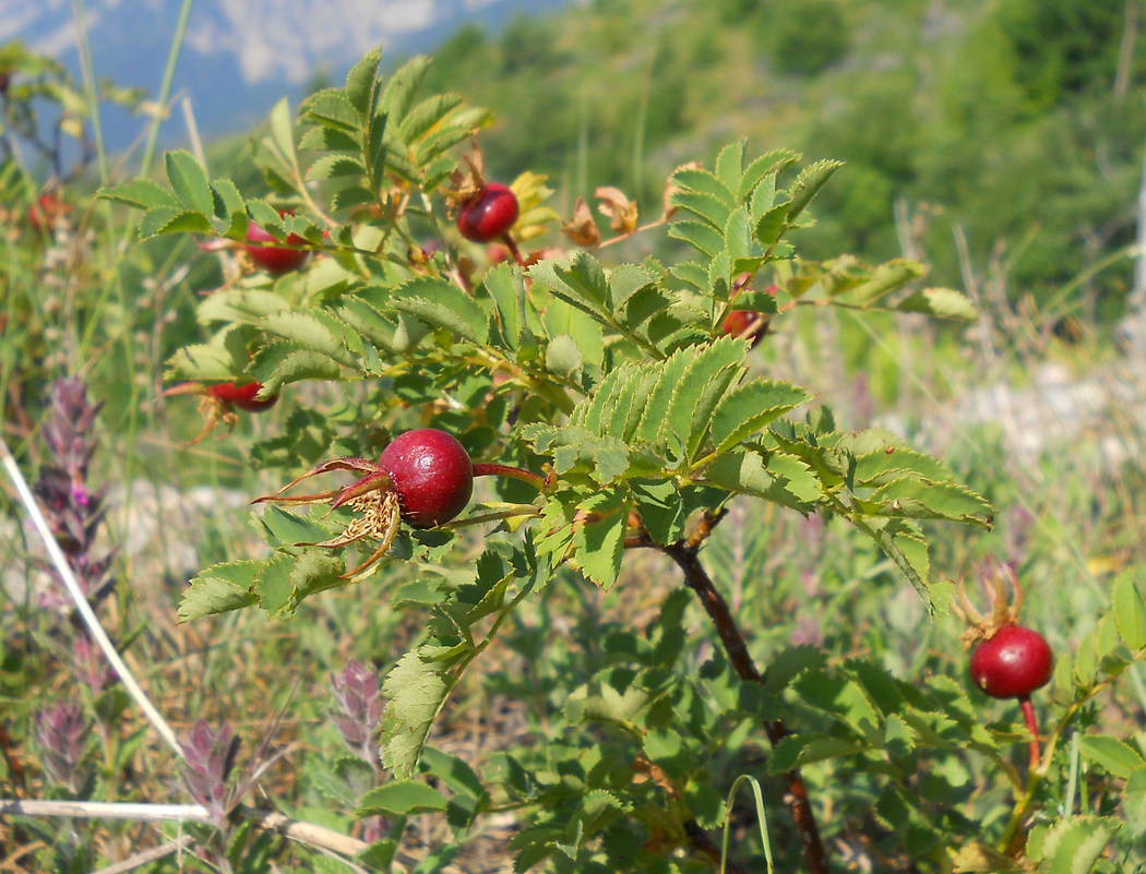 Изображение особи Rosa spinosissima.