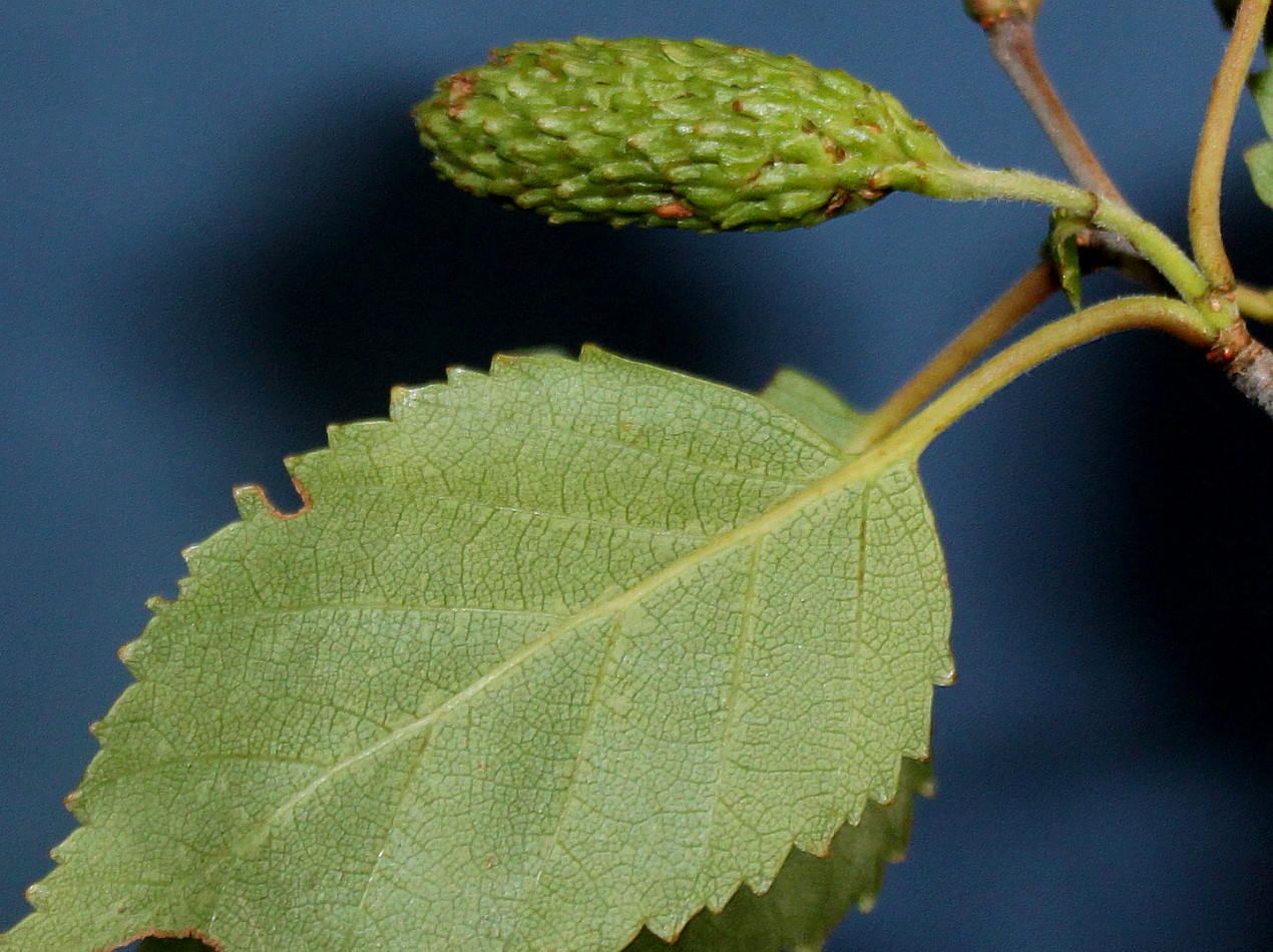Image of Betula utilis var. jacquemontii specimen.