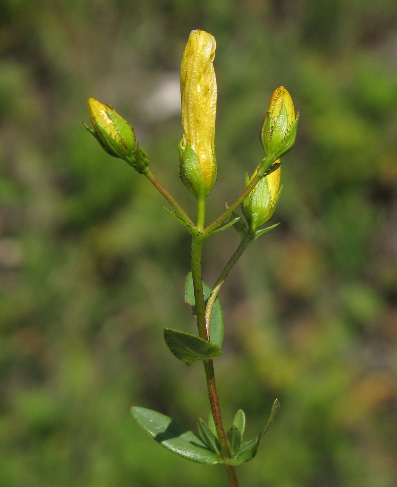 Изображение особи Hypericum elegans.