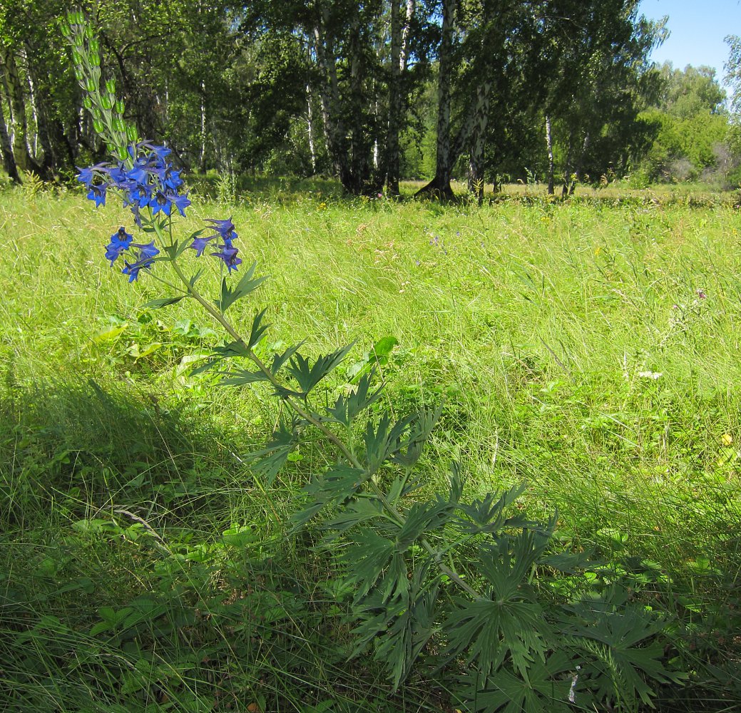 Image of Delphinium cuneatum specimen.