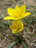 Tulipa uniflora