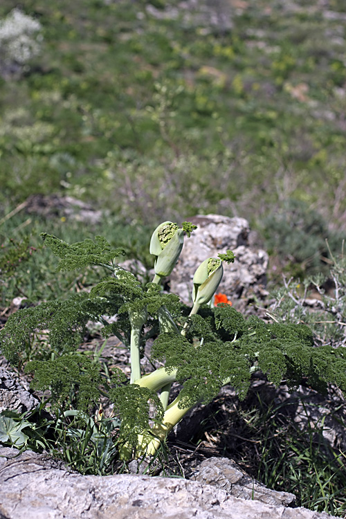 Image of Ferula tenuisecta specimen.