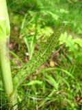 Dactylorhiza baltica