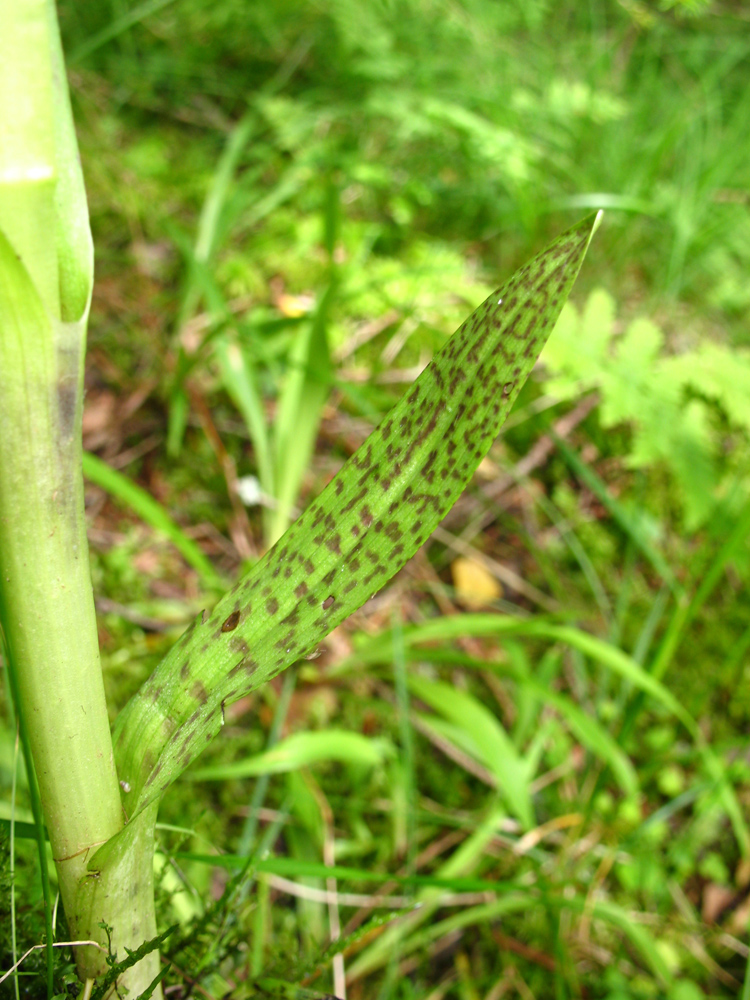 Изображение особи Dactylorhiza baltica.