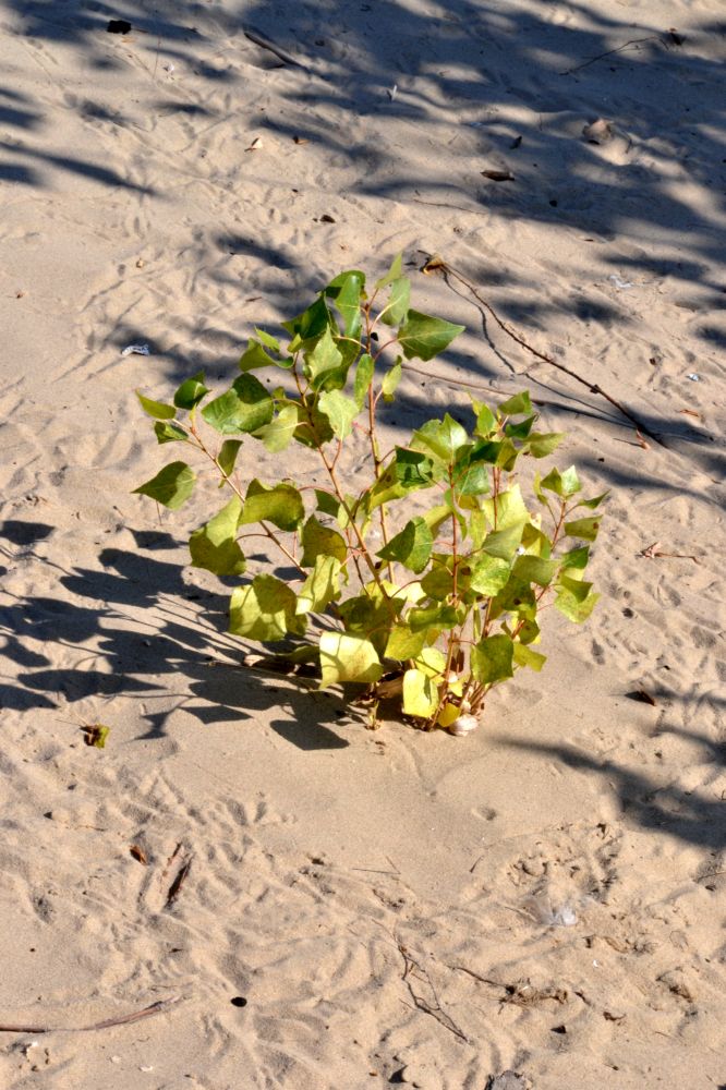 Image of Populus nigra specimen.