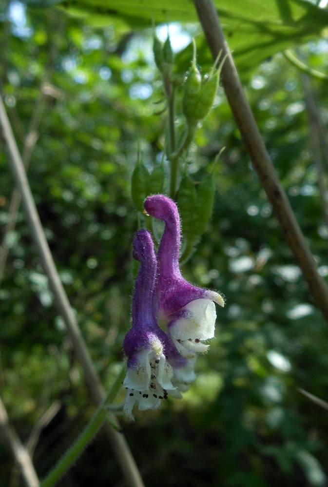 Image of Aconitum alboviolaceum specimen.