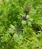 Lamium amplexicaule var. orientale