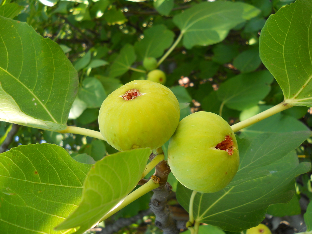 Image of Ficus carica specimen.
