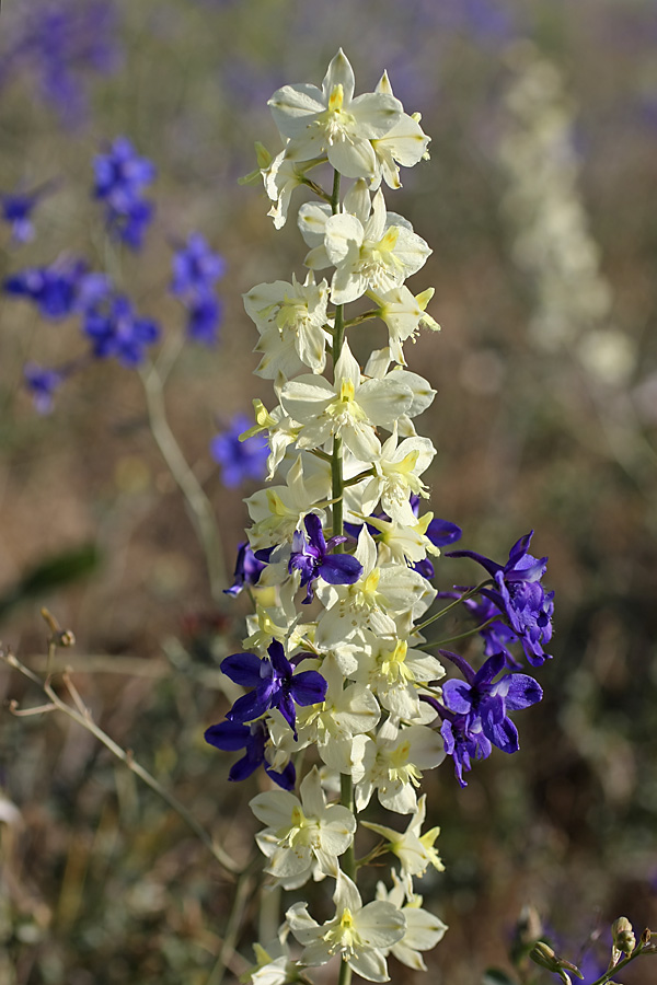 Image of Delphinium semibarbatum specimen.