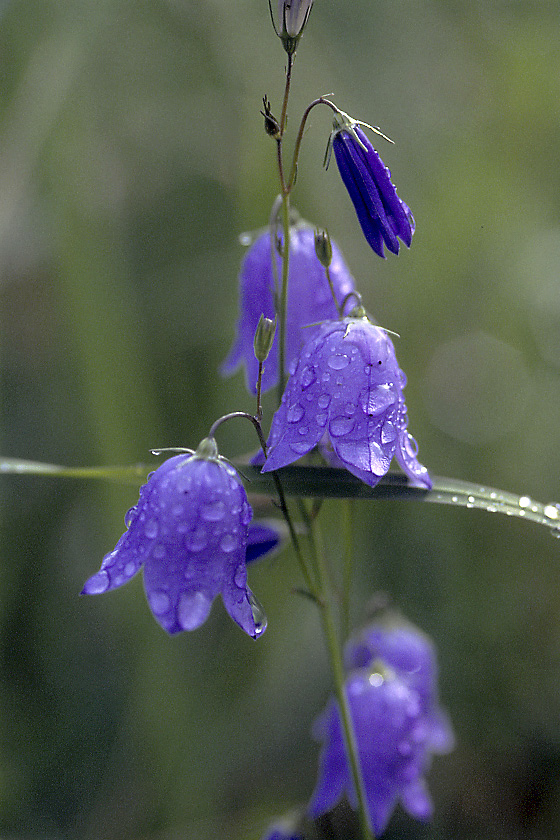 Изображение особи Campanula rotundifolia.