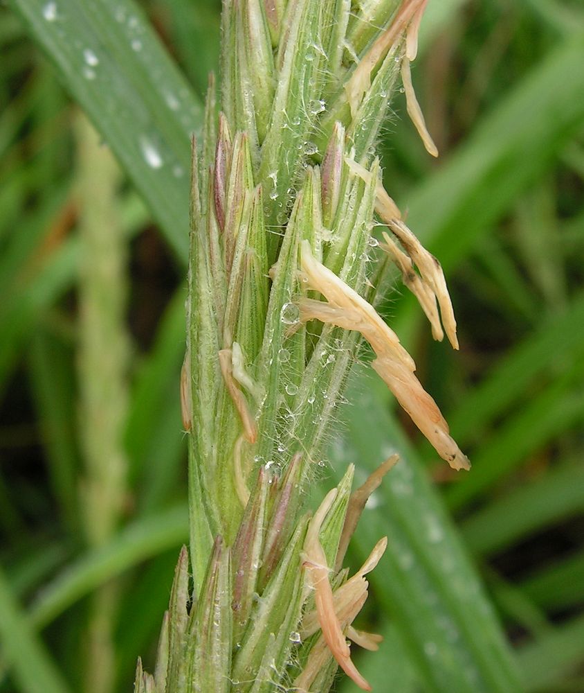 Image of Leymus mollis specimen.