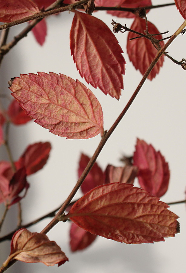 Image of Spiraea japonica specimen.