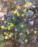 Helichrysum stoechas. Цветущее растение. Испания, Каталония, Барселона, монастырь Монтсеррат, у тропы по склону горы. 25.06.2012.