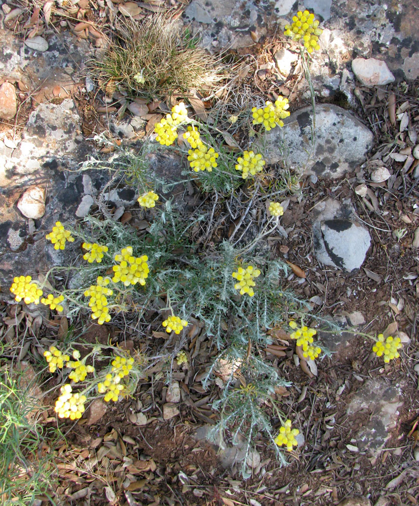 Изображение особи Helichrysum stoechas.