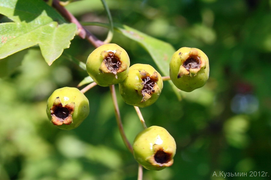 Изображение особи Crataegus rhipidophylla.