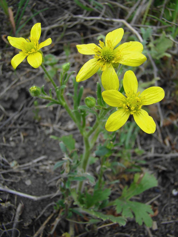 Image of Ranunculus oxyspermus specimen.