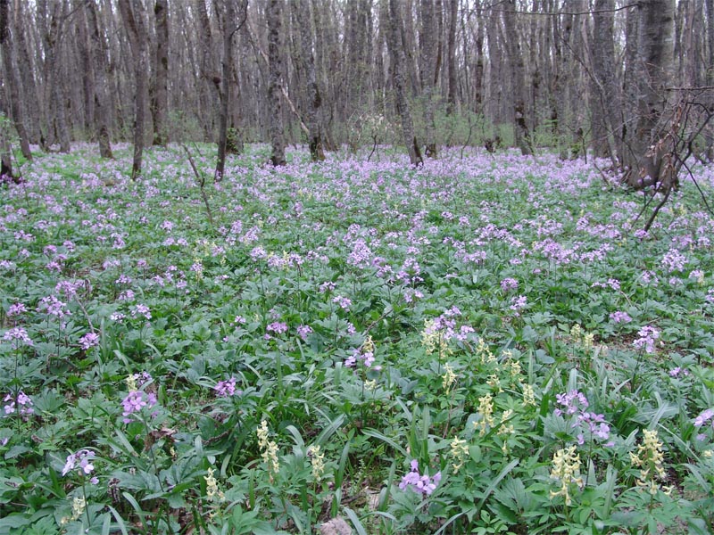 Изображение особи Cardamine quinquefolia.