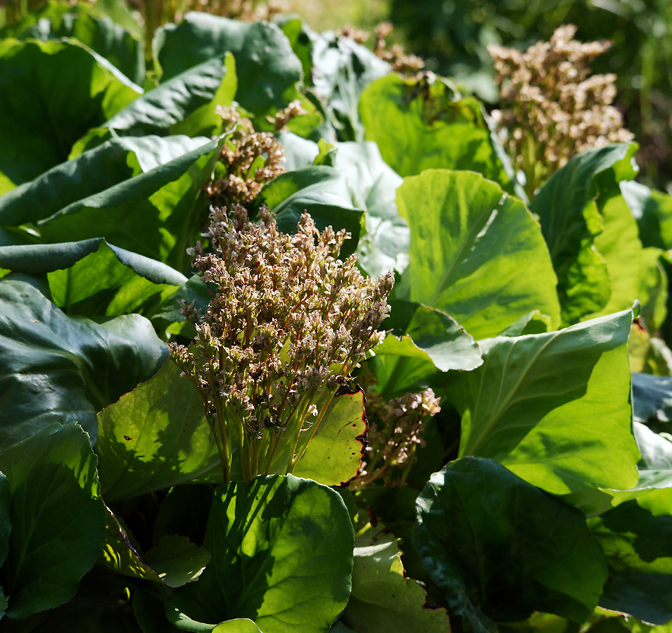 Изображение особи Bergenia crassifolia.