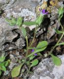 Campanula hierosolymitana. Цветущее растение, мелкая форма. Israel, Mount Carmel. 16.04.2011.