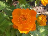 Trollius asiaticus