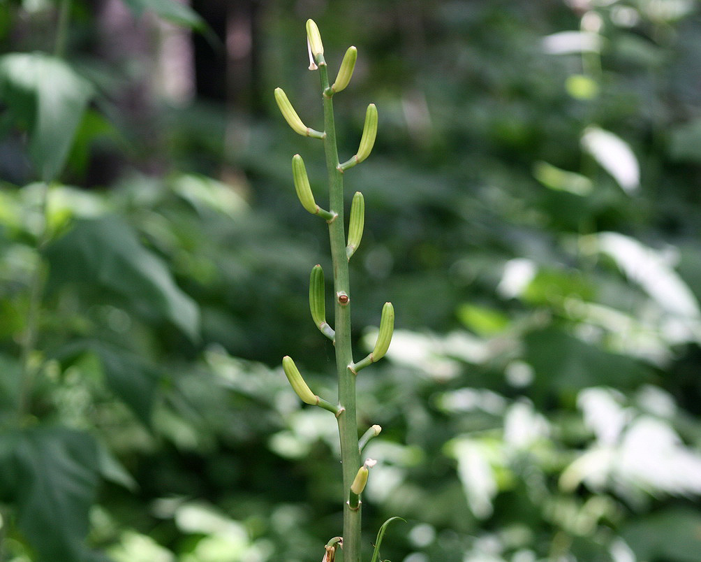 Изображение особи Cardiocrinum cordatum.