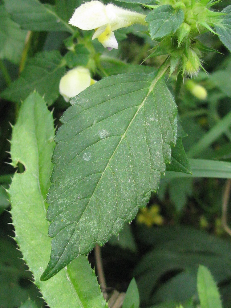 Image of Galeopsis speciosa specimen.