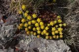 Saxifraga scleropoda