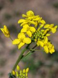 Brassica campestris