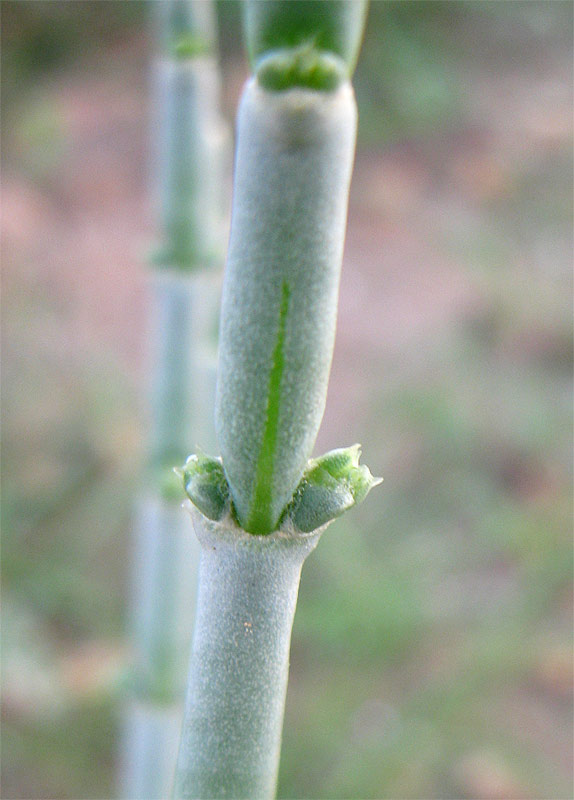Image of Anabasis articulata specimen.