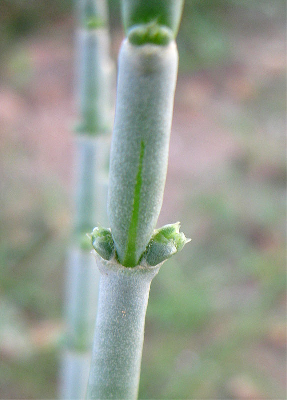 Изображение особи Anabasis articulata.