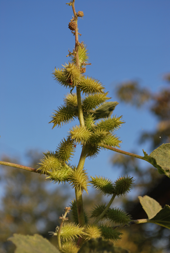 Изображение особи Xanthium orientale.