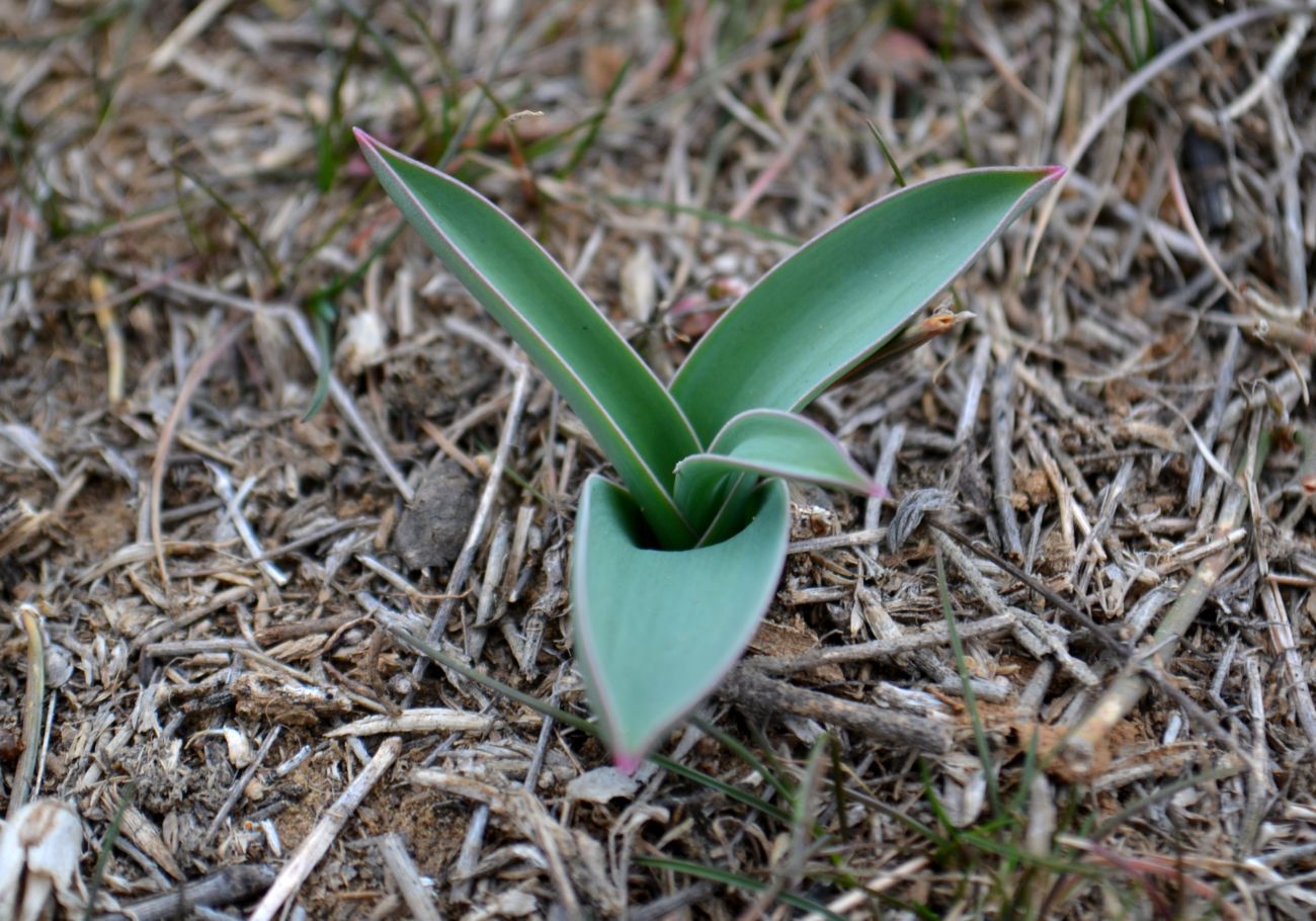 Image of Allium caspium specimen.
