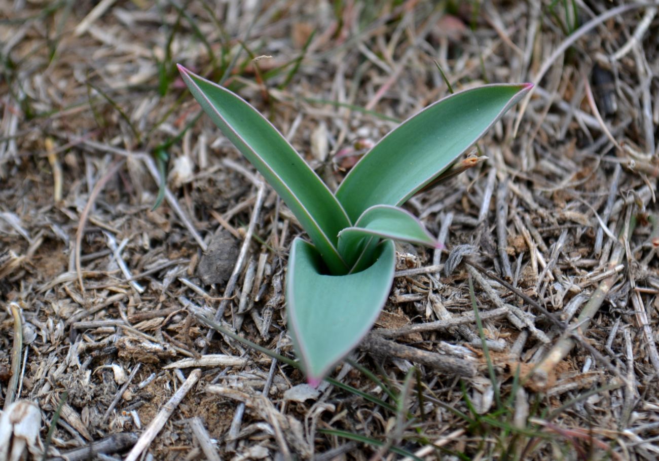 Изображение особи Allium caspium.