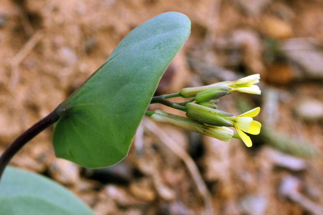 Изображение особи Conringia clavata.