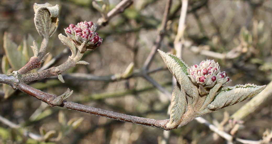 Image of Viburnum carlesii specimen.