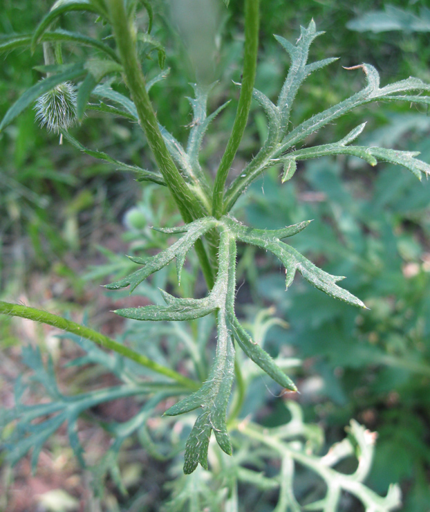 Image of Papaver hybridum specimen.
