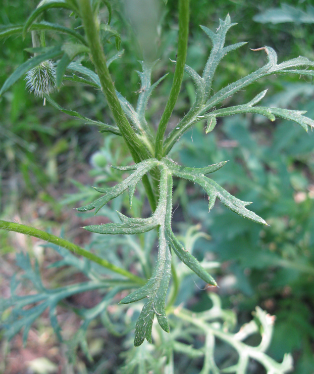 Изображение особи Papaver hybridum.