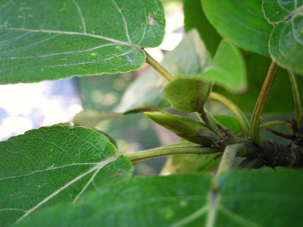 Image of Populus suaveolens specimen.