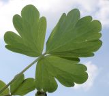 Aquilegia vulgaris. Часть листа. Германия, г. Кемпен, на открытом балконе. 30.04.2013.