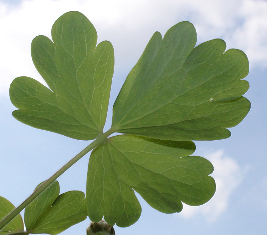Image of Aquilegia vulgaris specimen.