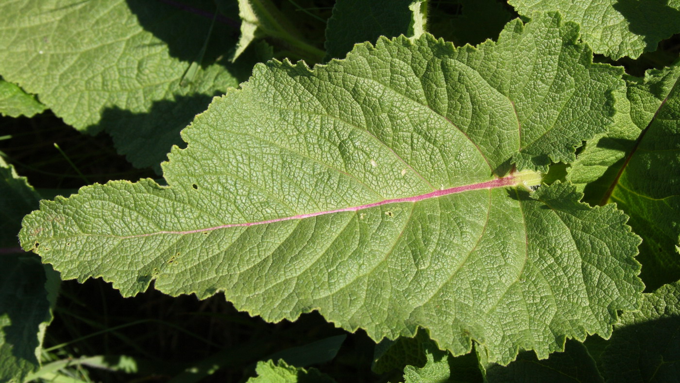 Image of Salvia nutans specimen.