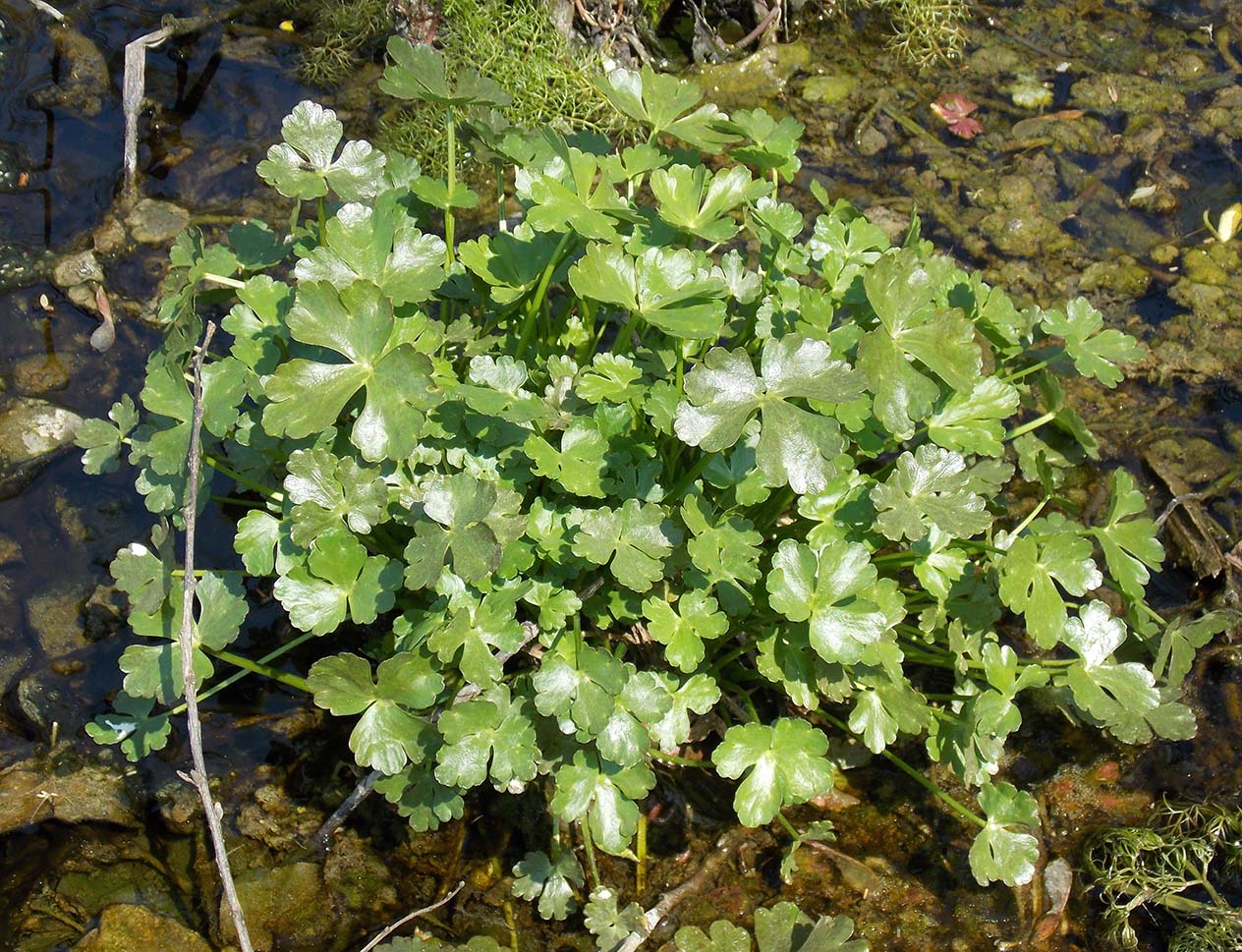 Image of Ranunculus sceleratus specimen.